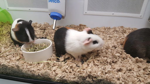 Pet Supply Store «Petco Animal Supplies», reviews and photos, 859 Kings Creek Dr, Tupelo, MS 38804, USA