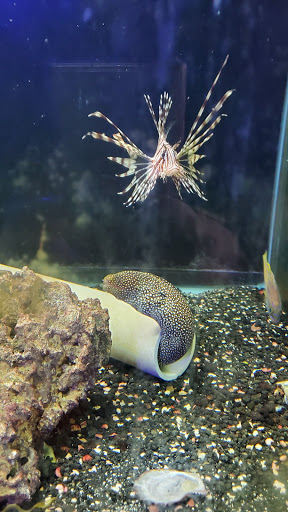 Tropical Fish Store «South Seas Aquatics Inc.», reviews and photos, 5440 Babcock Rd A133, San Antonio, TX 78240, USA