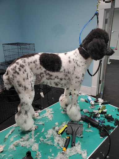 Pet Store «The Pet Set - Midtown», reviews and photos, 976 Piedmont Ave NE, Atlanta, GA 30309, USA