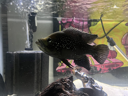 Aquarium «Tropical Treasures», reviews and photos, 3502 W Greenway Rd Suite 7, Phoenix, AZ 85053, USA