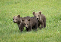 Sonja Hults Photography - Photo 3 - Car repair in , Oceanside