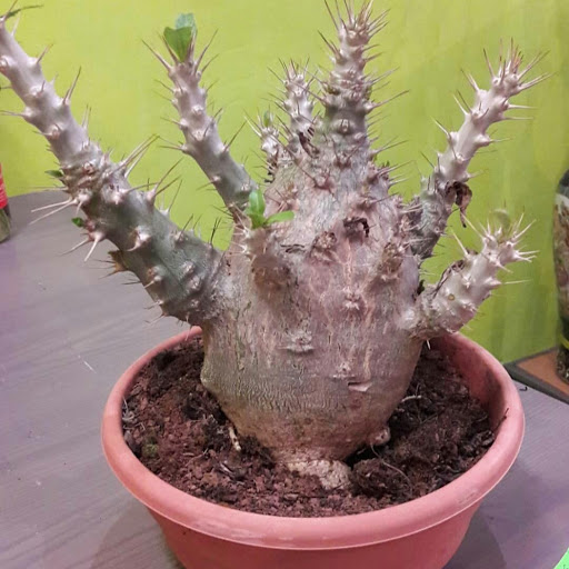 Antwerp Cactus