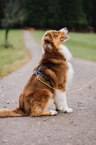 Rezensionen über Hundeschule N.A. Dogs | Hundetrainer Freiburg | Hundeschule Freiburg | Hundeberatung Freiburg in Freiburg - Hundeschule