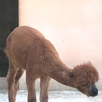 Photo n° 16 de l'avis de HG. fait le 16/08/2020 à 20:27 pour Ferme animalière d'Auriol à Auriol