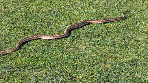 Golf Course «Cypress Lakes Golf Course», reviews and photos, 5601 Meridian Rd, Vacaville, CA 95687, USA