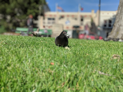 Park «Washington Square Park», reviews and photos, Filbert St & Stockton St., San Francisco, CA 94133, USA