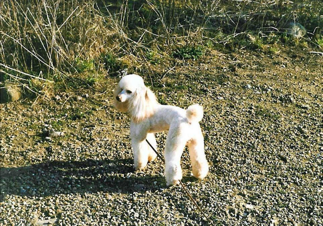 Alt for Hunden - Hundeklipning, Hundesalon, Hundetrimming, Negleklip og Hundefrisering i Thisted.