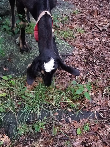 Park «Dorchester Park», reviews and photos, 2180 Dorchester Ave, Dorchester, MA 02124, USA