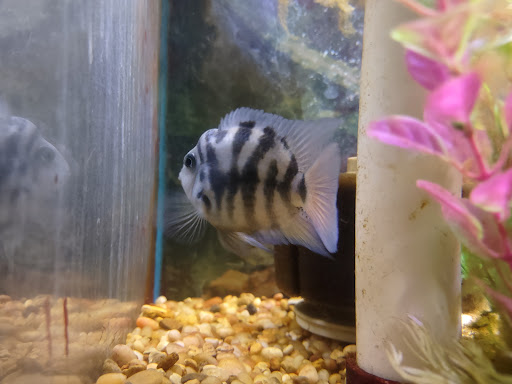 Pet Store «Fins Feathers Paws & Claws», reviews and photos, 436 Main St, Harleysville, PA 19438, USA