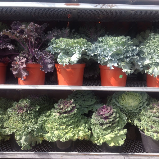 Garden Center «Westminster Nursery & Florist», reviews and photos, 30 Westminster Rd, West Hempstead, NY 11552, USA