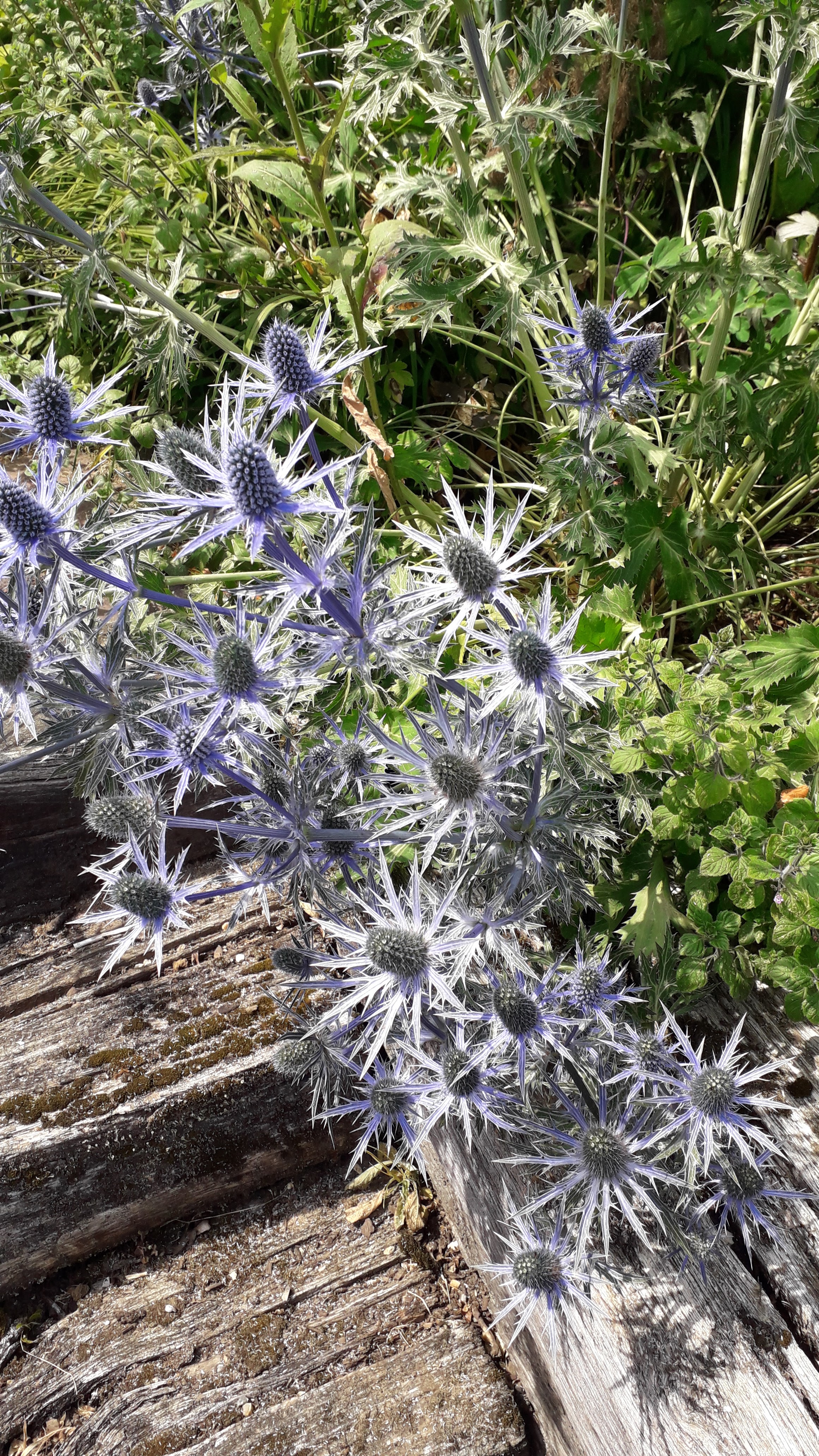 Photo n° 2 de l'avis de Françoise.E fait le 16/07/2019 à 16:27