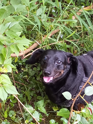 High Ridge Animal Hospital image