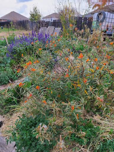 Eagleford Community Garden image 3