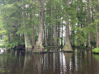 Great Cypress Swamp