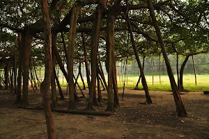 The Great Banyan Tree image