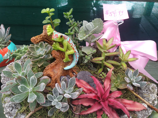 Florist «Thai-Rific Orchids Inc», reviews and photos, 5313 Gulfport Blvd S, Gulfport, FL 33707, USA