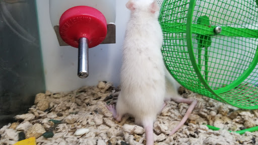 Pet Supply Store «Petco Animal Supplies», reviews and photos, 1014 Shoppes At Midway Dr, Knightdale, NC 27545, USA