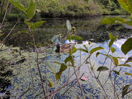 Nature Preserve «Dolan Pond Conservation Area», reviews and photos, Webster Park, West Newton, MA 02465, USA