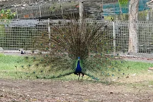 Peacock enclosure image