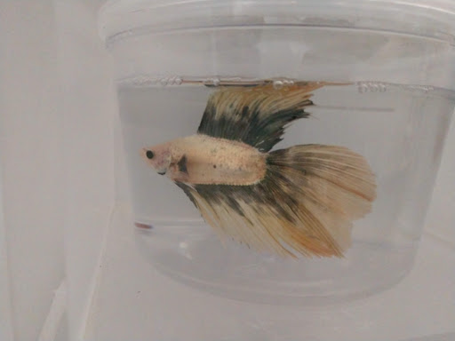 Pet Supply Store «Petco Animal Supplies», reviews and photos, 7215 170th Ave NE #115, Redmond, WA 98052, USA