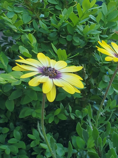 Bicycle Store «Cycle Therapy», reviews and photos, 105 W Smith St, Kent, WA 98032, USA