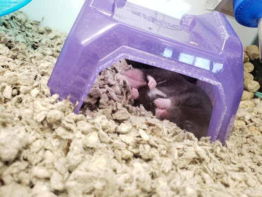 Pet Supply Store «Petco Animal Supplies», reviews and photos, 1450 Twixt Town Rd, Marion, IA 52302, USA