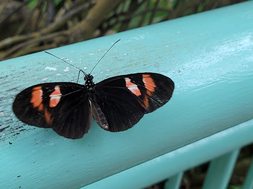 Science Museum «Museum of Life and Science», reviews and photos, 433 W Murray Ave, Durham, NC 27704, USA