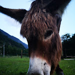 Photo n°4 de l'avis de Daisy.i fait le 24/07/2021 à 15:01 sur le  Ristorante Pizzeria Campagna à Baceno