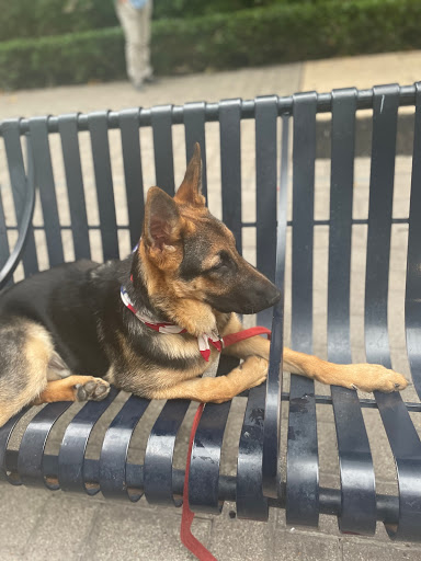 Pet Store «Downtown Pawz», reviews and photos, 1623 Main St #106, Dallas, TX 75201, USA