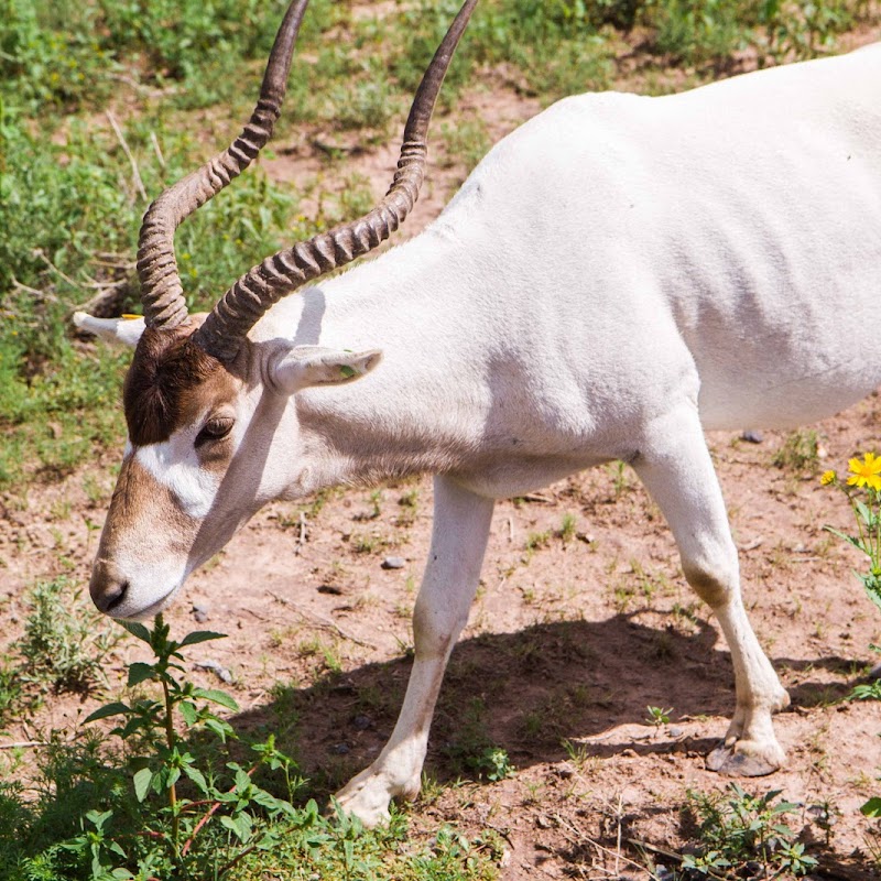 R Lazy J Wildlife Ranch