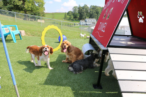 Pet Store «Furry Babies Inc», reviews and photos, 3340 Mall Loop Dr, Joliet, IL 60431, USA