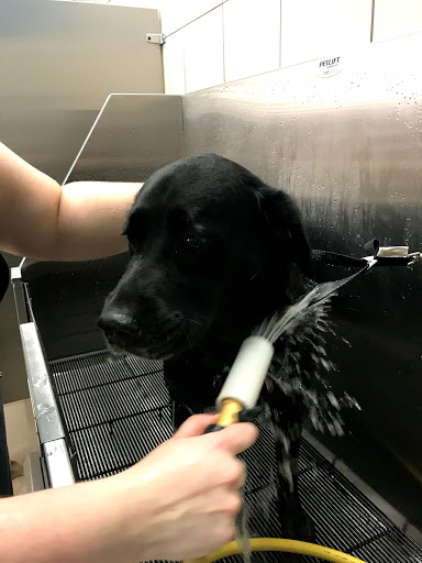 Pet Supply Store «Pet Supplies Plus», reviews and photos, 209 Market St, Brighton, MA 02135, USA