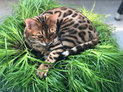 Carissima Bengals