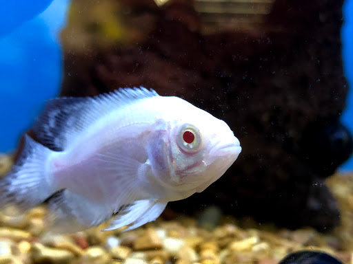 Pet Supply Store «Petco Animal Supplies», reviews and photos, 3452 W Chandler Blvd, Chandler, AZ 85226, USA