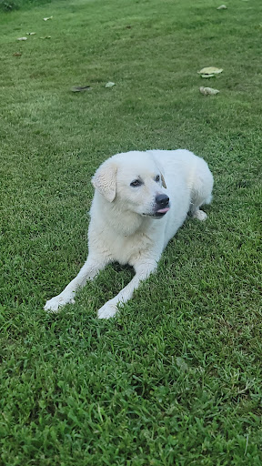 Green River Veterinary Services image