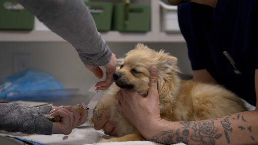 Thrive Vet Care | Airdrie Animal Clinic image