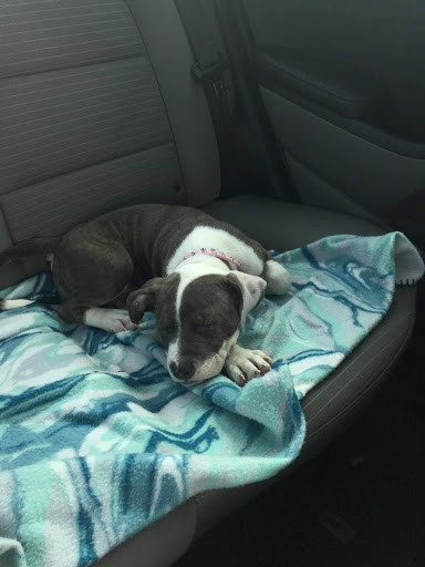 Pet Supply Store «PetSmart», reviews and photos, 11331 Causeway Blvd, Brandon, FL 33511, USA