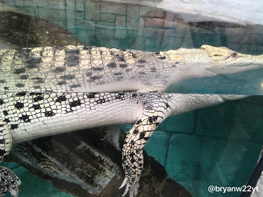 Aquarium «Shark Reef Aquarium at Mandalay Bay», reviews and photos, 3950 S Las Vegas Blvd, Las Vegas, NV 89119, USA