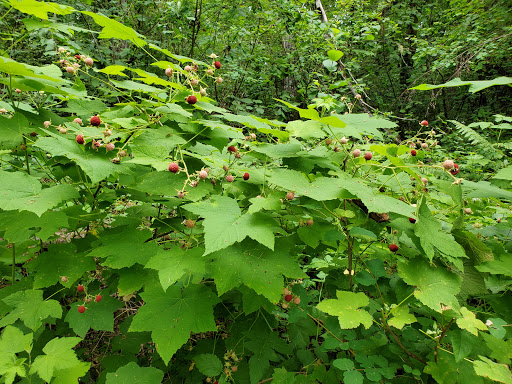 Nature Preserve «Lowami Hart Woods Natural Area», reviews and photos, 14895 SW Hart Rd, Beaverton, OR 97007, USA