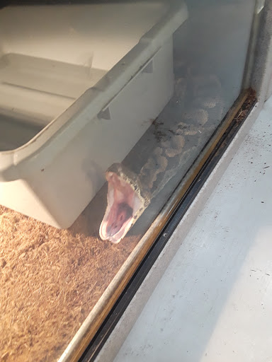 Pet Store «CUSTOM CREATURES PET SHOP», reviews and photos, 10727 N 19th Ave, Phoenix, AZ 85029, USA