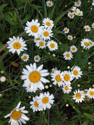 Nature Preserve «Cook County Forest Preserve», reviews and photos, 1700 N Quentin Rd, Palatine, IL 60074, USA