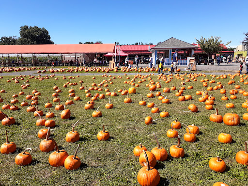 Childrens Farm «Best Long Island Pumpkin Picking», reviews and photos, 250 Old Country Rd, Melville, NY 11747, USA