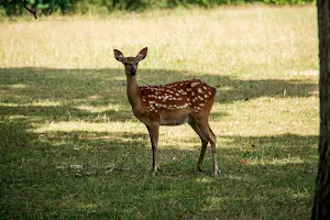 Woburn Abbey Deer Park image