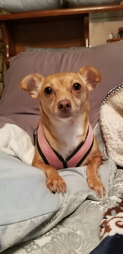 Pet Supply Store «Petco Animal Supplies», reviews and photos, 1100 Middle Country Rd, Selden, NY 11784, USA