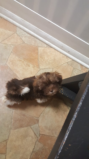 Pet Store «Puppy City», reviews and photos, 3343 Valley Pike, Winchester, VA 22602, USA