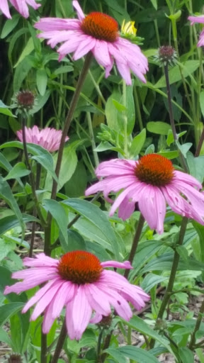 Park «Rose Hill Manor Park», reviews and photos, 1611 N Market St, Frederick, MD 21701, USA