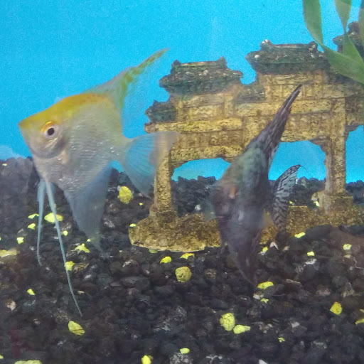 Pet Store «Pets Plus - Quakertown», reviews and photos, 117 S West End Blvd, Quakertown, PA 18951, USA