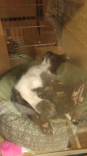 Pet Supply Store «PetSmart», reviews and photos, 1020 Veterans Pkwy #900, Clarksville, IN 47129, USA