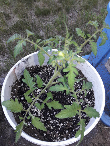 Garden Center «Agriventures Agway», reviews and photos, 126 Housatonic Ave, New Milford, CT 06776, USA