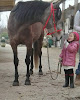 Poney Club des oliviers La Forêt-Fouesnant